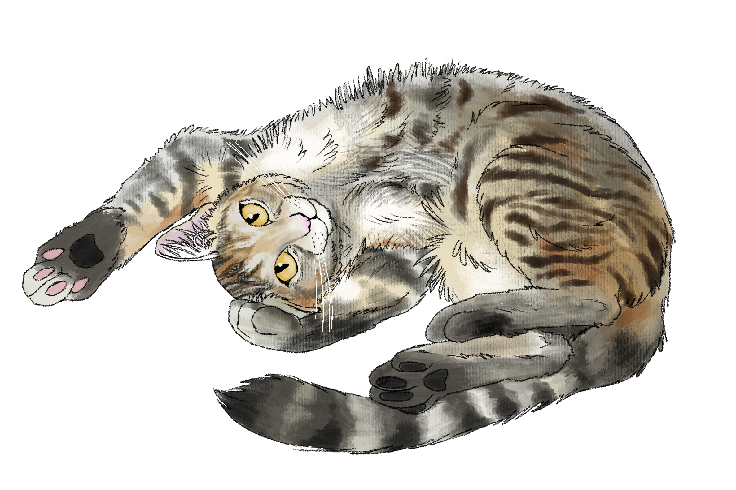 Kitty